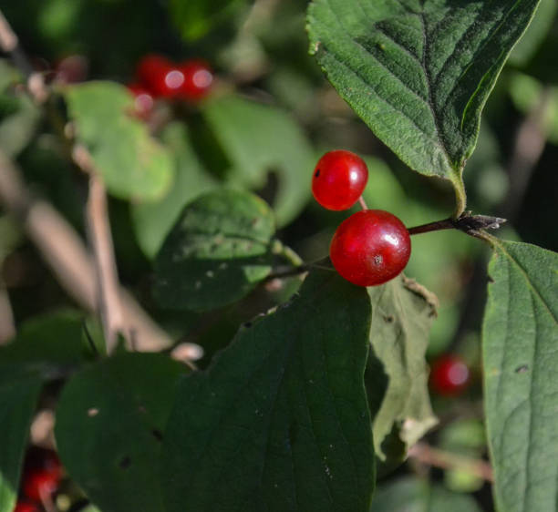 istock Bush with red forest berries close-up 859413638