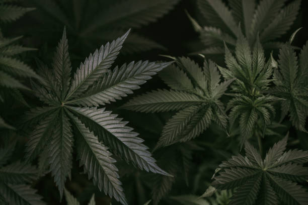 istock Young Cannabis Plant Leaves 859413842