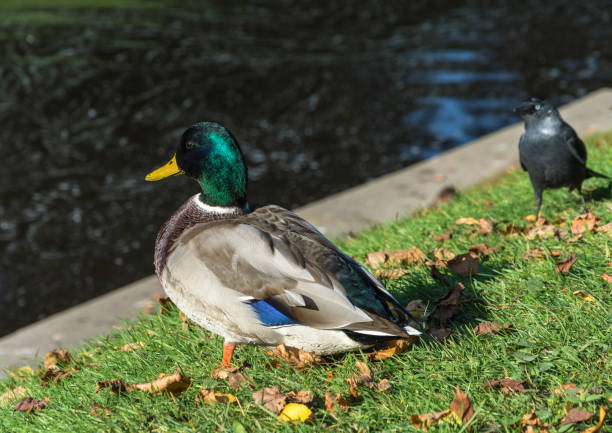 istock Duck on green grass with yellow leaves. 859416896