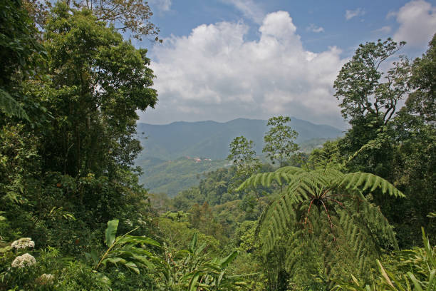 istock Borneo Rainforest view on a splendid sunny day 859416982