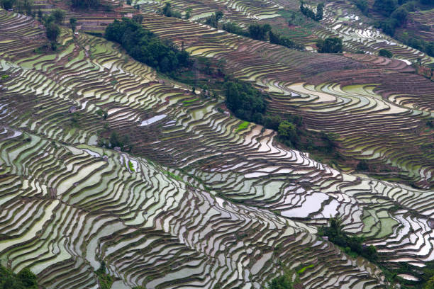 元陽県、雲南省、中国の棚田 - rice paddy china traditional culture yunnan province ストックフォトと画像