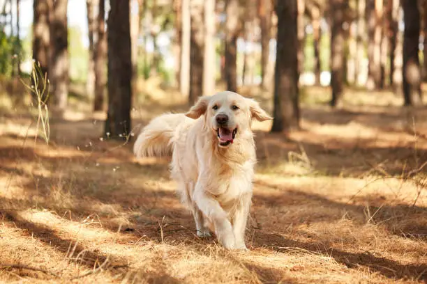 Photo of The dog is a labrador in the forest. Friendly dog.