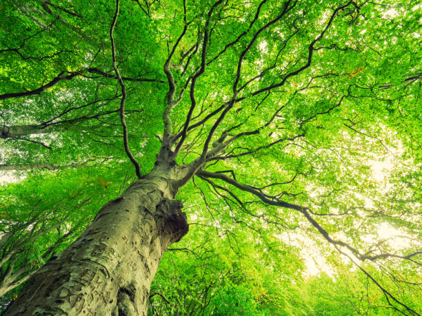 istock Early Autumn forest morning,Northern Ireland 859420152