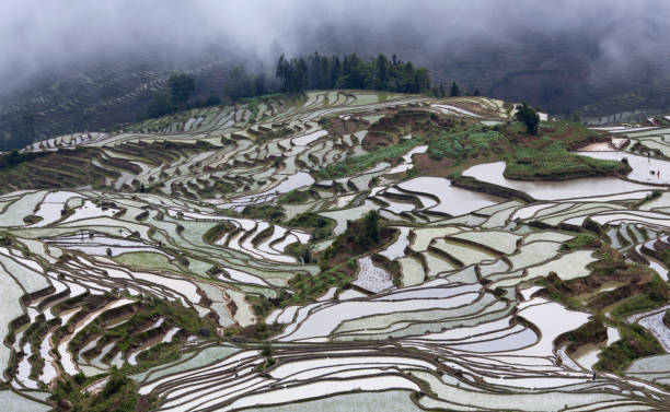 元陽県、雲南省、中国の棚田 - rice paddy china traditional culture yunnan province ストックフォトと画像