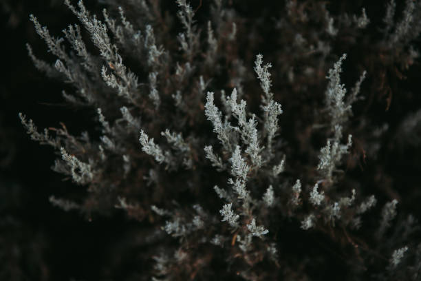 istock Wild Sagebrush at Sunrise - Artemesia tridentata 859421248