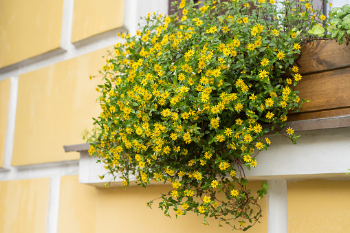 An outside basket filled with yellow flowers.