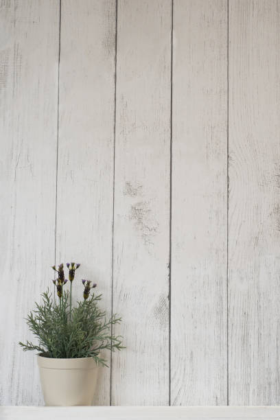 istock flower in a pot on a wooden wall. 859424070