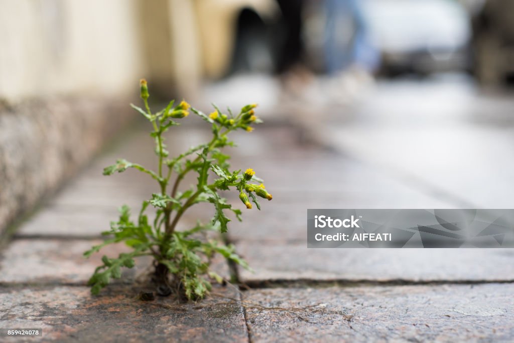 The plant, the yellow dandelion grows through the crack in the concrete, asphalt road. The plant, the yellow dandelion grows through the crack in the concrete, asphalt road Uncultivated Stock Photo