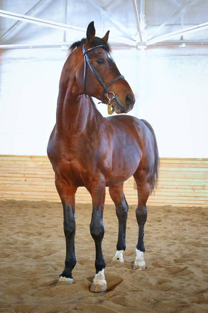 istock Brown horse in stable door rigged 859425056