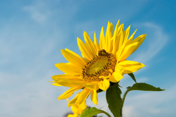 istock Sunflowers with bee and blue sky 859430362