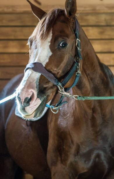 istock NICE SHOT OF HORSE WATCHING YOU 859430486