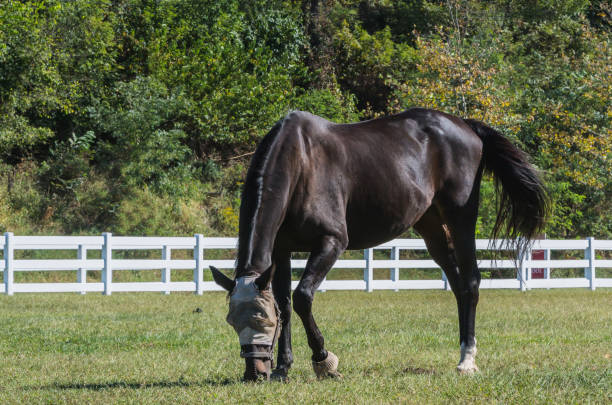 istock BEAUTIFUL HORES GRAZING ON THE RANCH 859430666