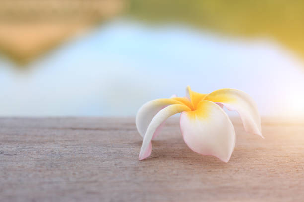 istock Plumeria flower on wooden table 859431106
