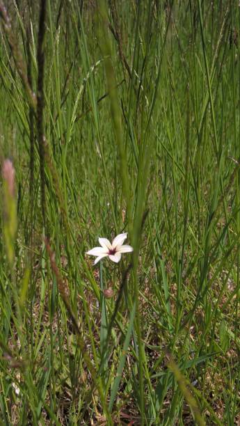 istock Flower in its natural state 859431150