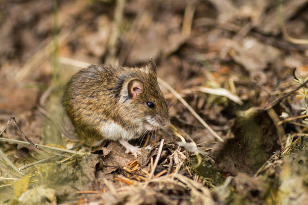 istock Wild wood mouse resting on the forest floor with withered leaves 859431414