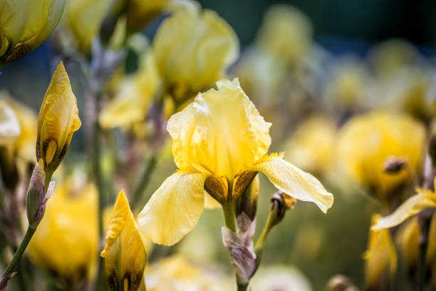 istock A sunny day in a park a flower of yellow iris on a thin stalk. 859431524