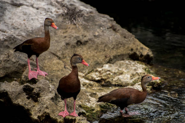 istock Black Bellied Whistling Ducks 859433636