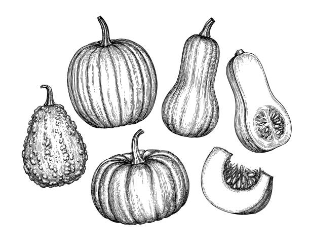 Collection of pumpkins. Ink sketch of butternut squash isolated on white background. Hand drawn vector illustration. Retro style.