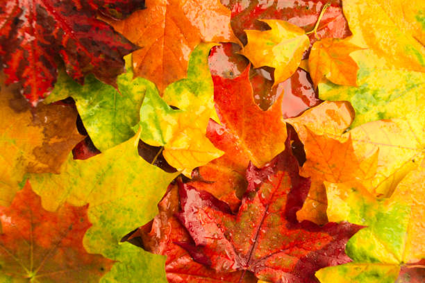 istock Colorful bright rainy autumn maple background 859438988