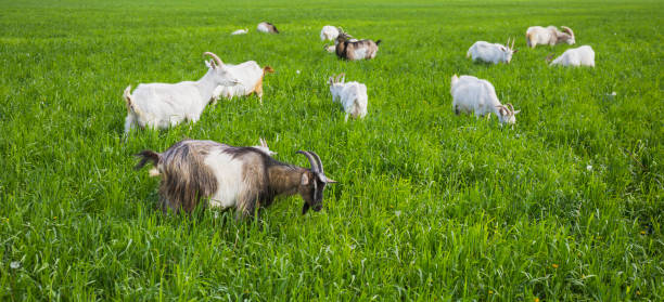 istock Goats on a green meadow 859441352