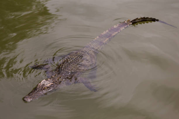 istock water bodies on the Crocodile Farm in Dalat. 859441766