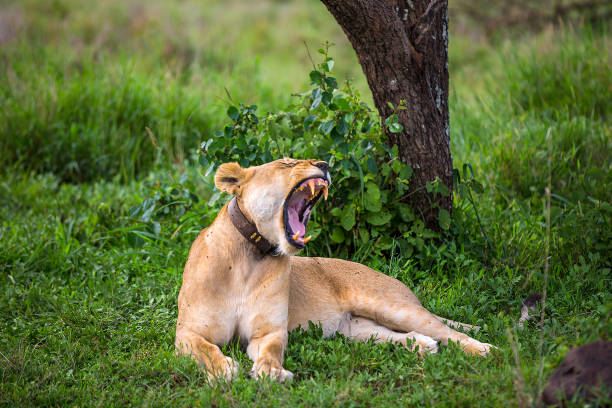 istock Wild African Lioness resting after preying 859444368