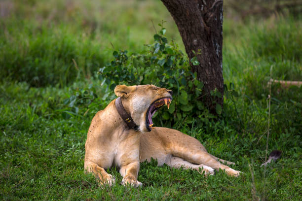 istock Wild African Lioness resting after preying 859444522