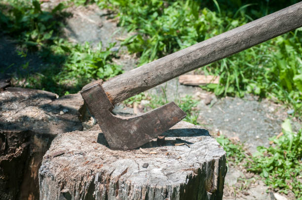 istock Old wooden axes on wooden log 859448782
