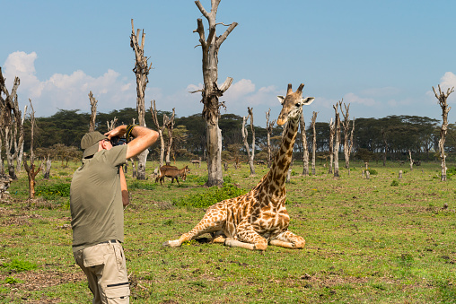 <<Man, nature photographer, taking pictures of a giraffe in Kenya, Africa.>>