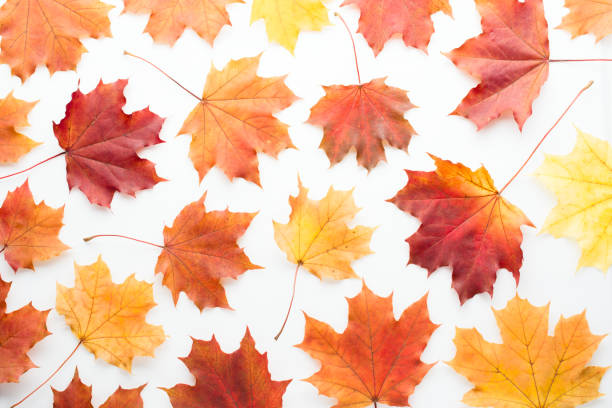 istock Autumn background. Isolated maple leaves. 859452208
