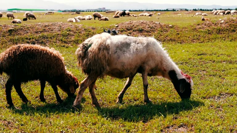 White sheep with wool grazing on the green meadow near Tbilisi, Georgia