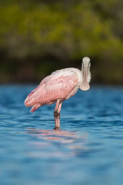 One of the most common birds in Florida.