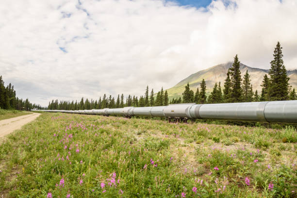 istock Pipeline With Purple Flowers and Mountain 859455516