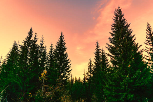 istock Sunset in the coniferous forest 859461760