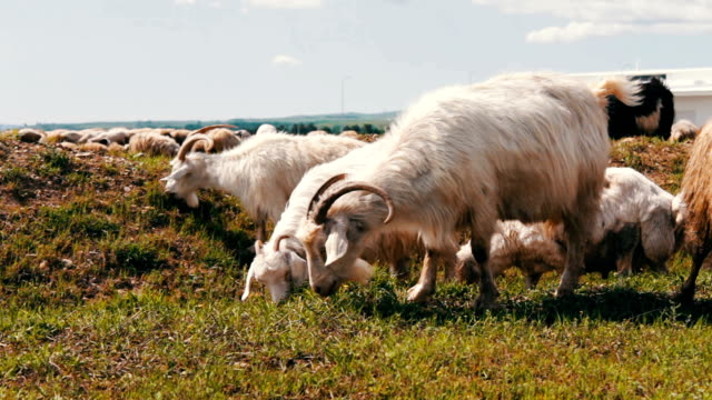 Herd of sheep and ram grazing on the field. Agricultural industry.