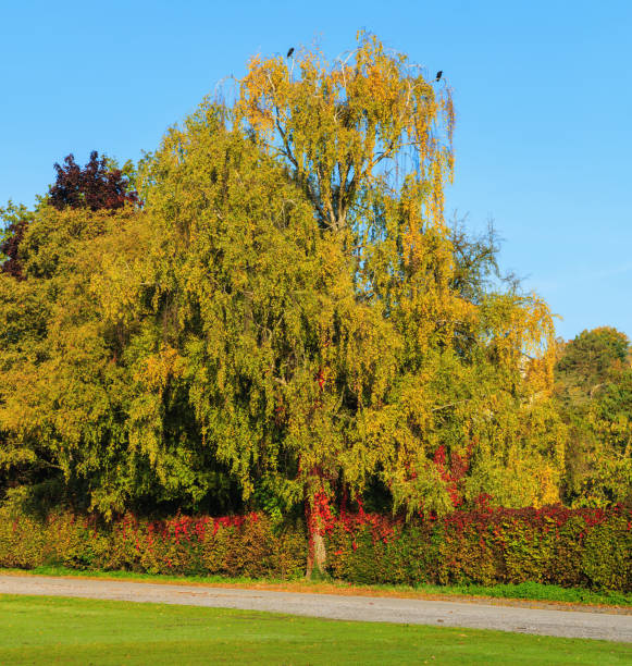 istock Trees in a park in autumn 859465186