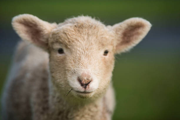 istock Sheep staring at me, New Zealand 859465394