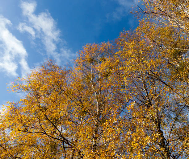 istock Yellowed leaves of birch 859465764