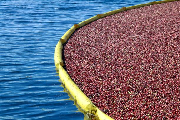 istock Wet harvest of cranberries using plastic containment booms 859466028