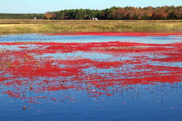 istock Flooded cranberry bog 859466046