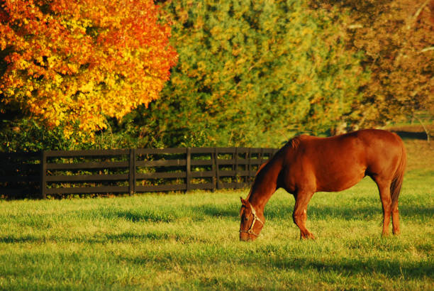 Autumn on the horse farm A horse grazes at a ranch in KKentucky;s horse country during autumn thoroughbred horse stock pictures, royalty-free photos & images