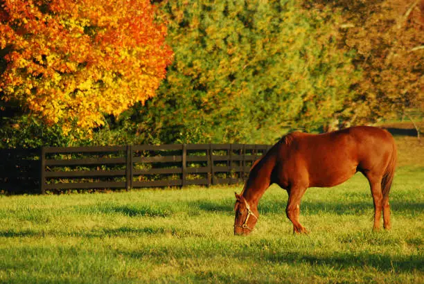 Photo of Autumn on the horse farm