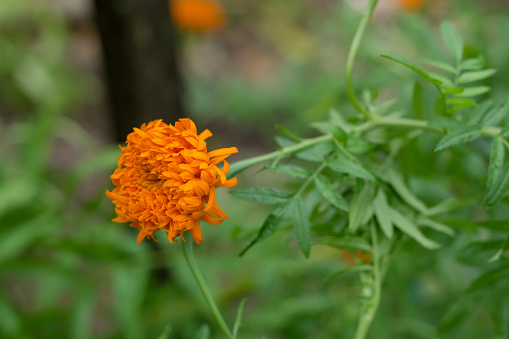 French Marigolds, Orange Marigolds flower