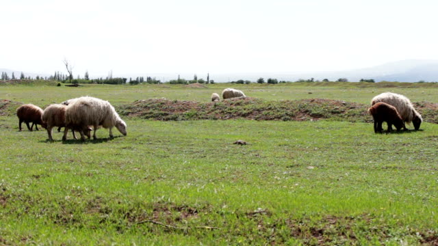 Herd of grazing white uncultivated sheep in Georgia.A group of sheep gazing, walking and resting on a green pasture.
