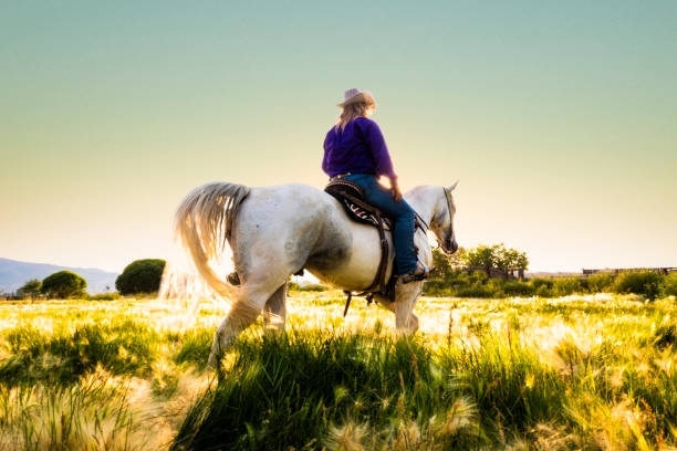 istock Riding horse in open pasture. 859475846
