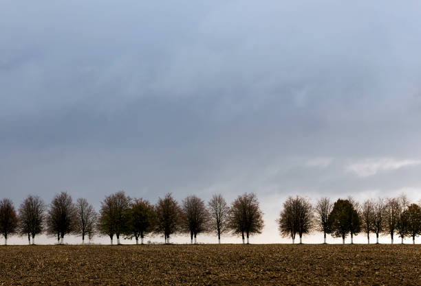 istock row of trees, close-up 859478356