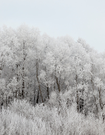 several levels of trees photographed in the winter season during frost. Cloudy weather and gray sky. On the branches of trees frost and snow