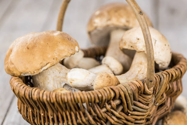 istock Fresh Porcinis (raw) on a vintage background (close-up shot) 859481666