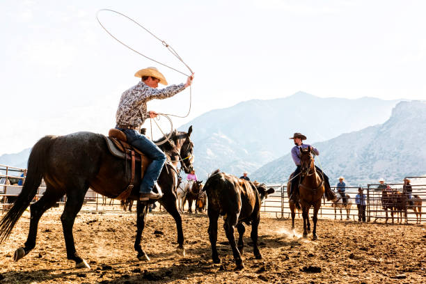 istock Cowboy Roping Cow for Branding 859481786