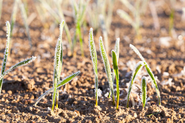 istock green wheat in frost, close-up 859483134